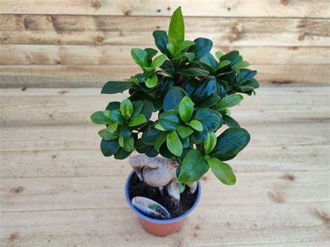 Fikus Ginseng Ficus Microcarpa Ginseng