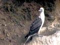 Peruvian Booby Ocean Treasures Memorial Library