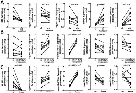 Effect Of Sirna‐mediated H19 Knockdown And Mir‐675‐3p5p Ectopic