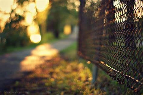 Wallpaper Sunlight Forest Nature Branch Sunrise Green Morning