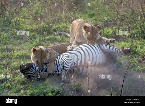 Lions Hunting Zebra