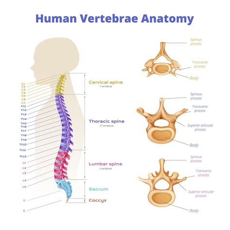 Premium Vector | Vertebrae spinal cord anatomy infographics with