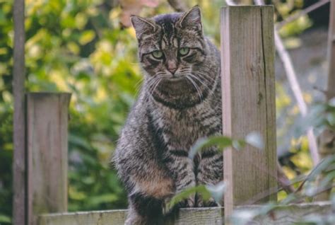 Pênis de gato mitos verdades e principais doenças Revista Meu Pet