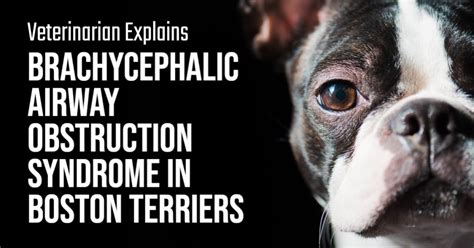 brachycephalic airway obstruction syndrome baos  boston terriers terrier owner