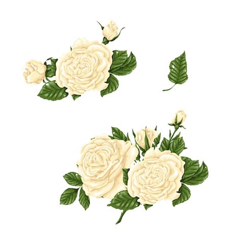 Conjunto De Rosas Blancas Ramos De Flores Y Capullos Vector Premium