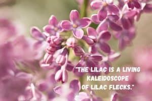 260+ Best Lilac quotes and lilac captions: Ultimate Collection ...