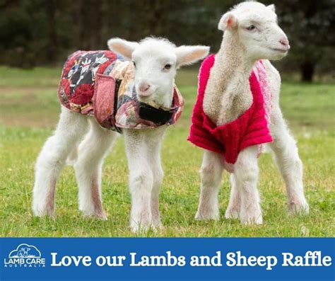 baby love lamb sheep ridgefield farm welcomes  baby lamb