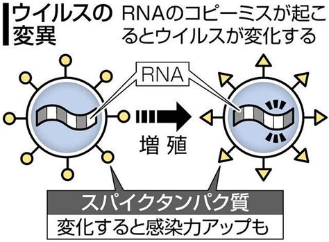 二 重 変異 ウイルス 🤐 二重マスクは効果なし？マスク二枚重ねの効果・注意点 感染症 All About