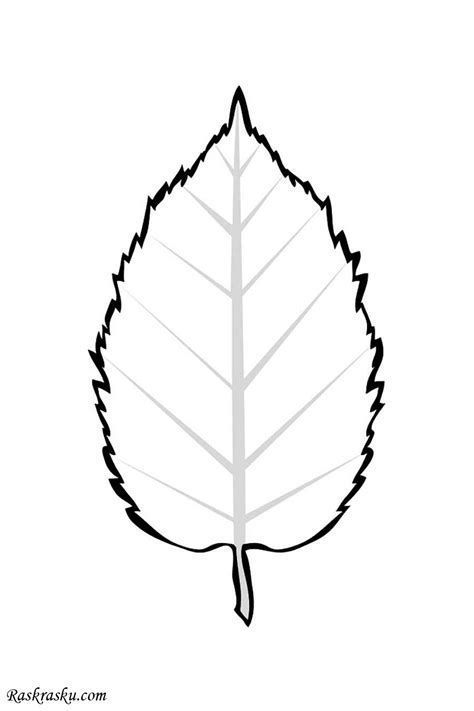 Лист Ольхи Картинка – Telegraph