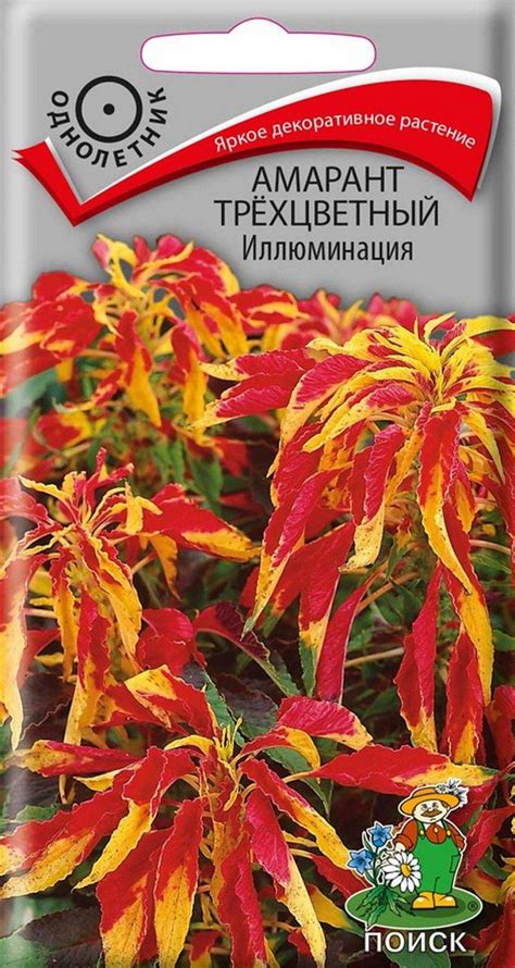 Амарант трехцветный иллюминация (78 фото) » НА ДАЧЕ ФОТО