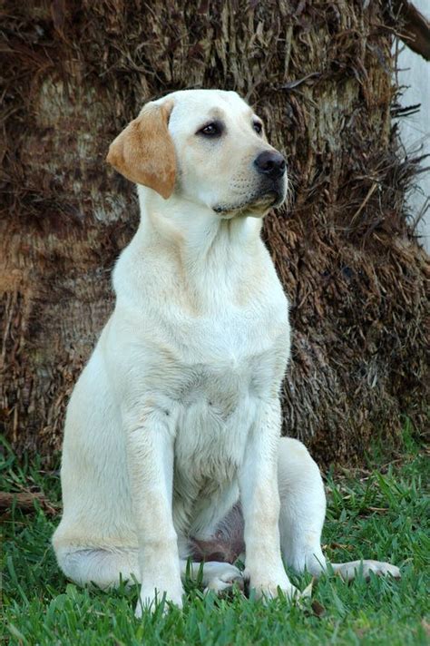 lab dog stock image image  faces feed anke active