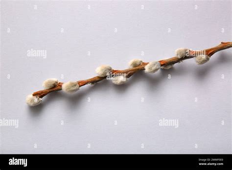 Pussy Willow Branch On Grey Background Stock Photo Alamy