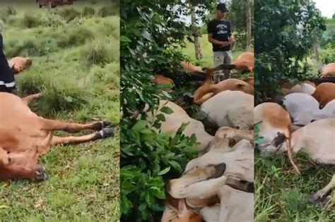 Video Un Rayo Mat A Reses En Finca Ganadera Del Meta