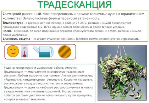 Теневыносливые комнатные растения. Названия и фото для прихожей ...