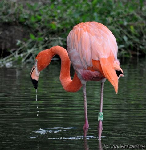 Flamingo Feeding Taken 25th September 2011 - ZooChat