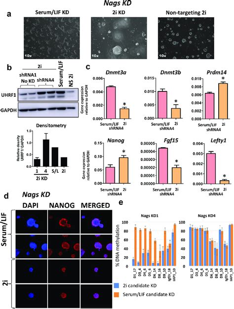 Knockdown Of Nags Rescues Expression Of UHRF1 In 2i Conditions A Nags