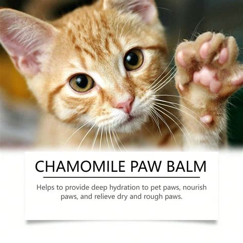paw care for cats 1