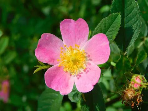 wild rose pictures   images  unsplash