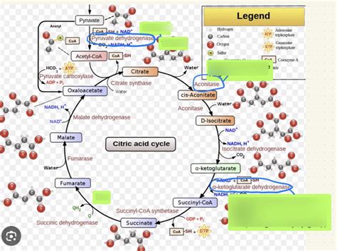 Tca Cycle Diagram Quizlet
