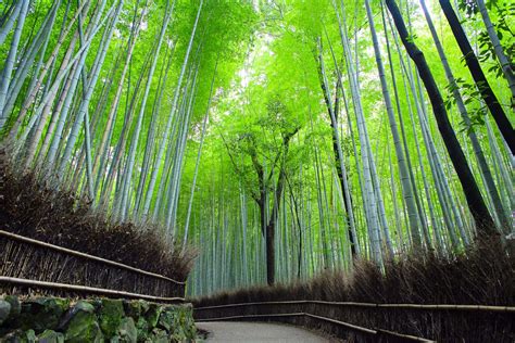 嵯峨野竹林小徑（嵐山竹林） 景點指南、常見問題、星評、周邊景點 And 交通資訊 好運日本行