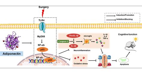 Adiponectin Attenuates Splenectomy Induced Cognitive Deficits By