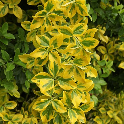 Golden Euonymus | High-Impact Variegated Foliage