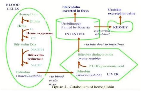 Bilirubin Metabolism and Disorders | Epomedicine