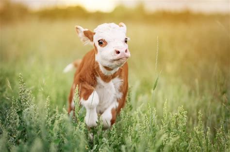 teacup mini    good pets gfl outdoors