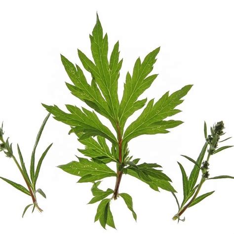 Полынь обыкновенная (Artemisia vulgaris) - лекарственное, съедобное ...