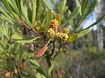Myrica - Wikiwand