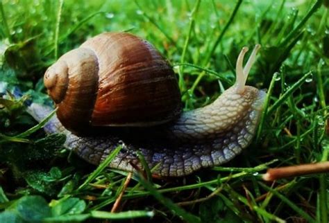 Улитка - виды с названием и описанием, видео, внешний вид и питание