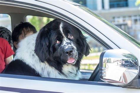 Newfoundland Lifespan And Common Health Issues Explained