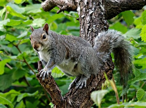 Grey Squirrel Free Stock Photo Public Domain Pictures