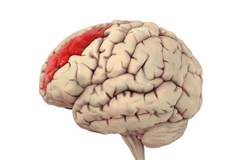 Human Brain With Highlighted Middle Frontal Gyrus Stock Illustration