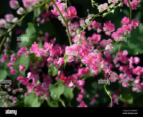 tigon flowers  res stock photography  images alamy