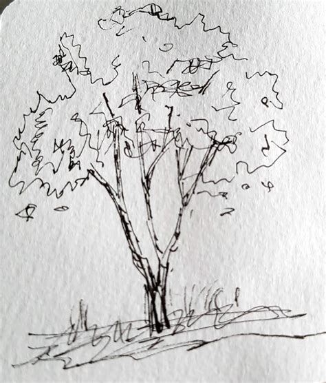 learn   draw  tree  leaves
