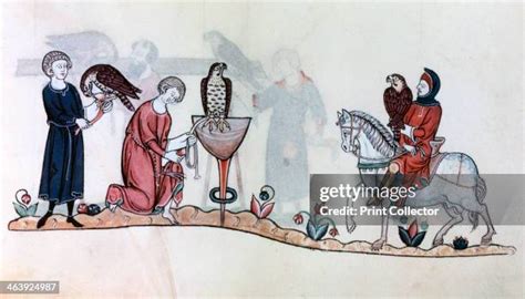 286 Medieval Falconry Stock Photos High Res Pictures And Images