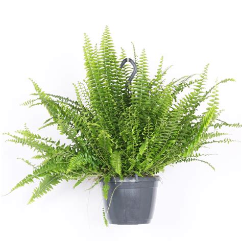 Nephrolepis Exaltata Green Lady Vaso 17 Horto Do Campo Grande