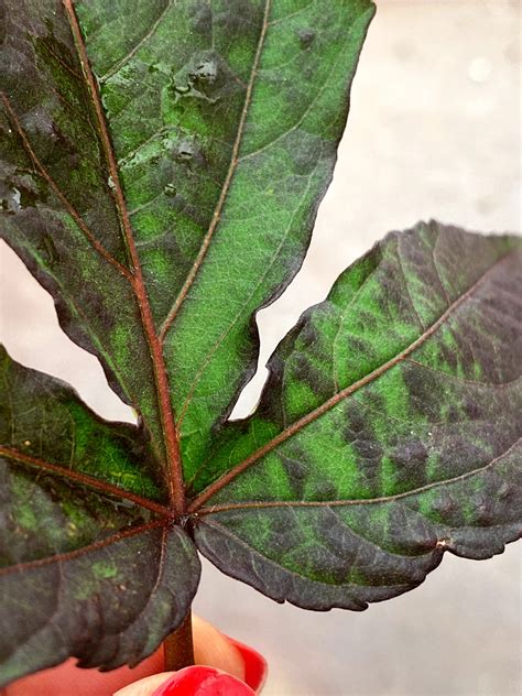 Perennial Hibiscus Care Tips - Sargent's Nursery