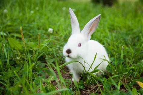 All About Bunnies With Red Eyes Why And How They Get Red Eyes Every