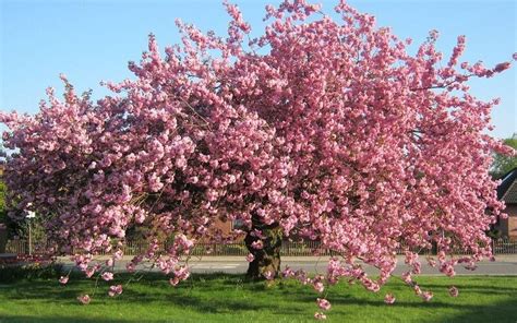 The Best Flowering Trees In Australia Au