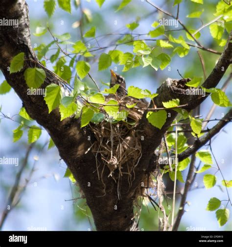 Robin Bird Sitting On Nest Stock Photo Alamy