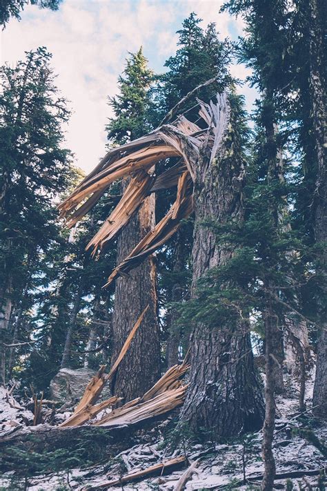 Free Stock Photo Of Fallen Tree