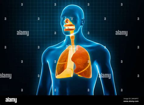 Pulmones humanos anatomia Fotos und Bildmaterial in hoher Auflösung