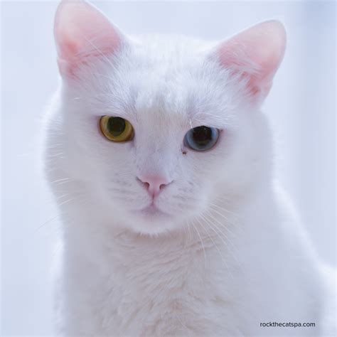 Blog Archives Rock The Cat Spa