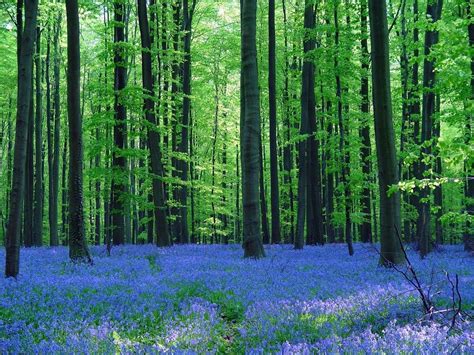 8 Hutan Indah Di Seluruh Dunia Bagai Di Negeri Dongeng