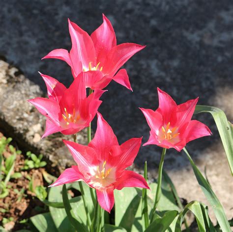 Magenta Hot Pink Rose Photo Gratuite Sur Pixabay Pixabay
