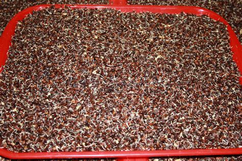 гречневый солод. Страница 2.