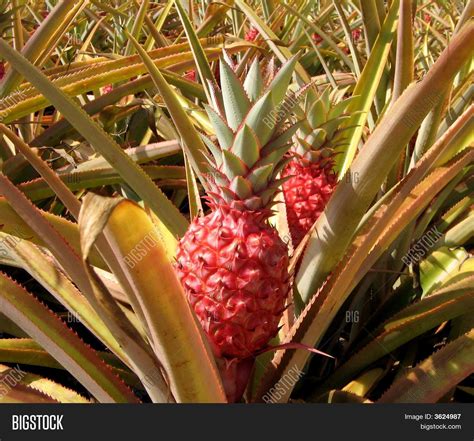 Pink Pineapple Image & Photo (Free Trial) | Bigstock