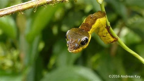 Snake Caterpillar Youtube
